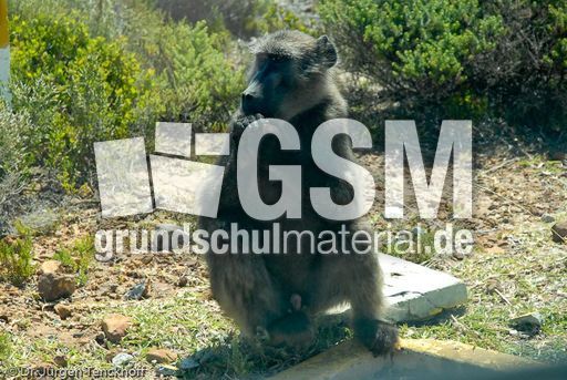 Tschakma Pavian (15 von 48).jpg